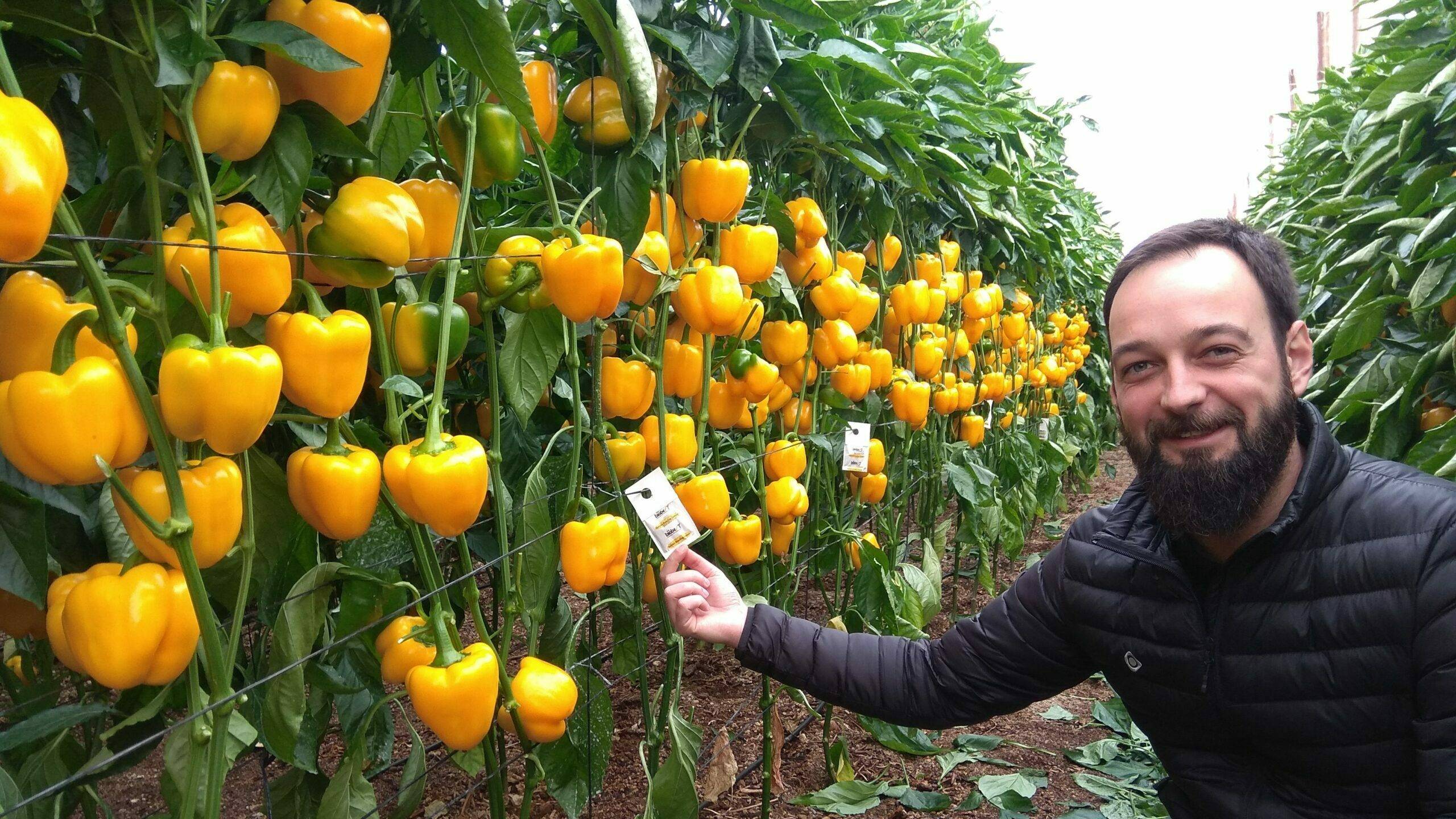 PIC-David-IPS-team-pepper-crop|sweet-pepper-spider-mite-damage-leaf-001|OLYMPUS DIGITAL CAMERA